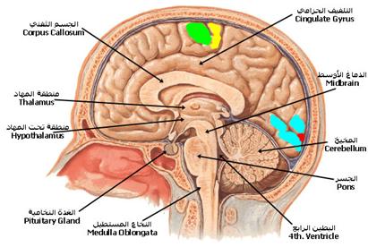 الجهاز العصبي معلومات مهمة صور Spinabifida_CNS (2).jpg الجهاز العصبي معلومات مهمة صور Spinabifida_CNS (2).jpg